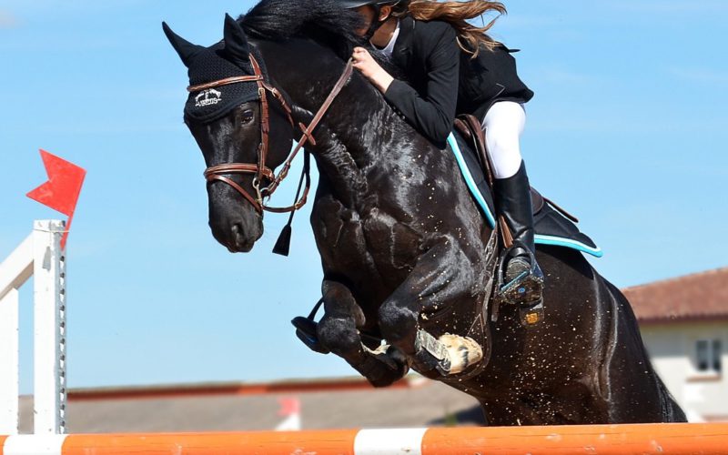 Marques Equipement Equestre & Equitation : Cheval & Cavalier - Le Paturon